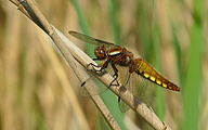 Broad-bodied Chaser (Female, Libellula depressa)